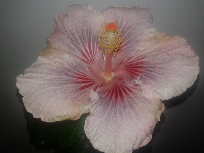 20160129_145440 - Hibiscus Eye of the Storm