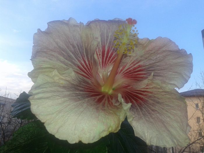 20160129_160124 - Hibiscus Eye of the Storm