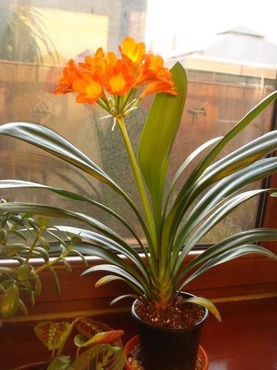 inflorire (1) - clivia in 2016