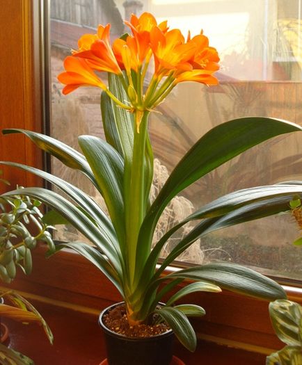 inflorire (2) - clivia in 2016