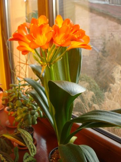 inflorire (3) - clivia in 2016