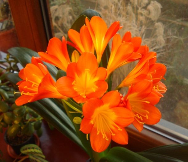 inflorescenta (1) - clivia in 2016