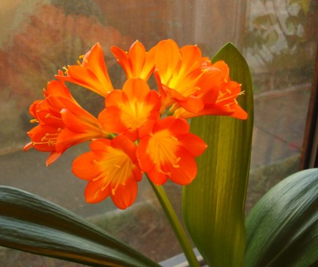 inflorescenta (2) - clivia in 2016