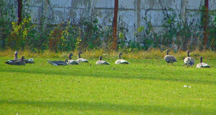 gaste salbatice - Diverse animale si pasari