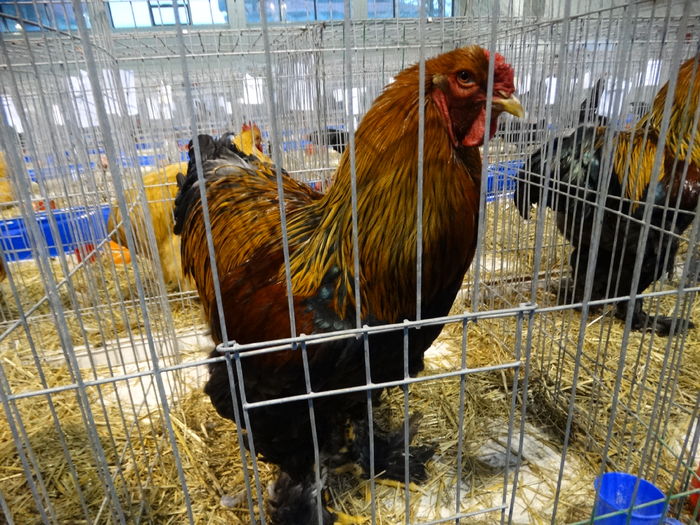 DSC09163 - Expo Pajura Stefanesti ianuarie 2016