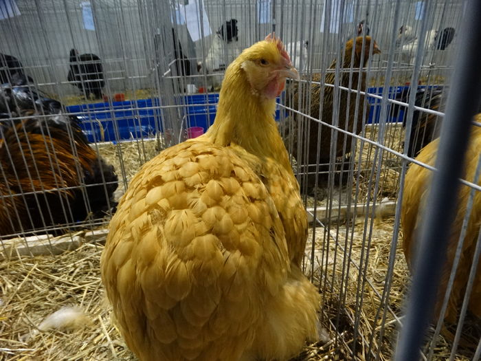 DSC09172 - Expo Pajura Stefanesti ianuarie 2016
