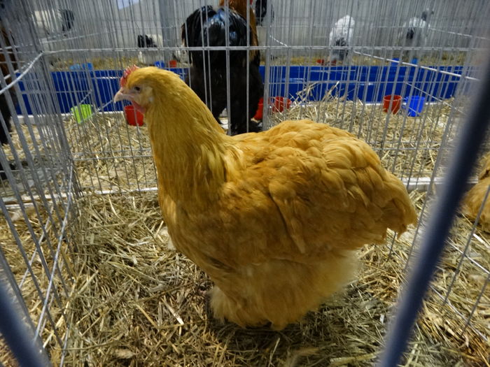 DSC09173 - Expo Pajura Stefanesti ianuarie 2016