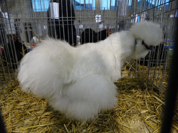 DSC09179 - Expo Pajura Stefanesti ianuarie 2016