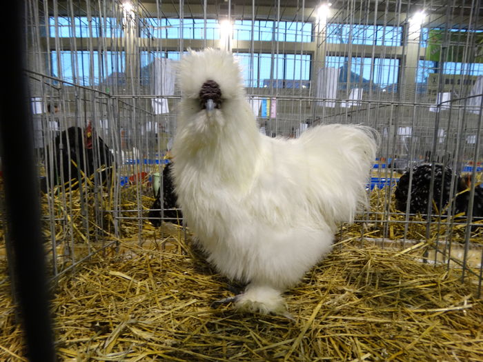 DSC09180 - Expo Pajura Stefanesti ianuarie 2016