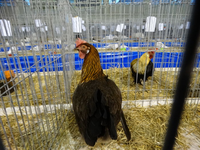 DSC09189 - Expo Pajura Stefanesti ianuarie 2016