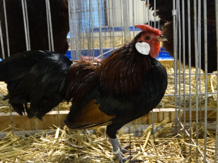 DSC09202 - Expo Pajura Stefanesti ianuarie 2016