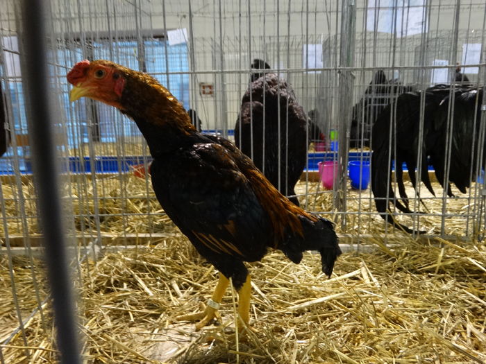 DSC09203 - Expo Pajura Stefanesti ianuarie 2016