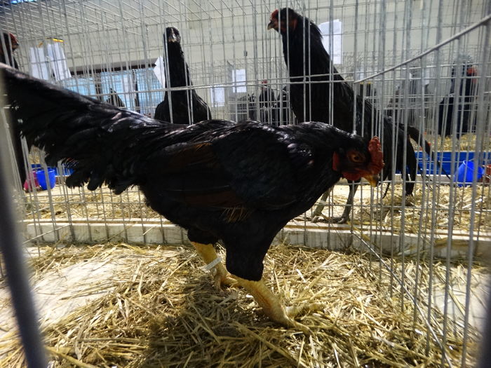 DSC09204 - Expo Pajura Stefanesti ianuarie 2016