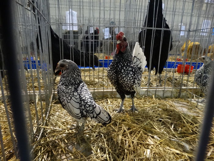 DSC09205 - Expo Pajura Stefanesti ianuarie 2016