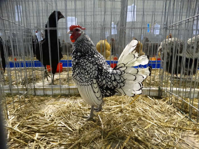 DSC09206 - Expo Pajura Stefanesti ianuarie 2016