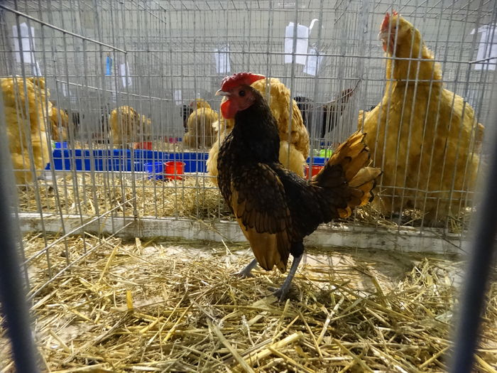 DSC09209 - Expo Pajura Stefanesti ianuarie 2016
