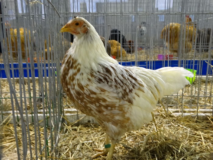 DSC09211 - Expo Pajura Stefanesti ianuarie 2016
