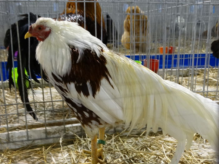 DSC09213 - Expo Pajura Stefanesti ianuarie 2016