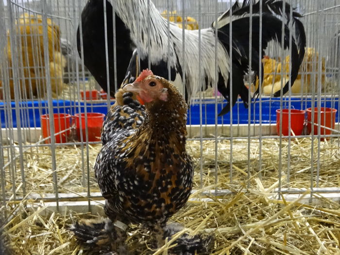 DSC09219 - Expo Pajura Stefanesti ianuarie 2016