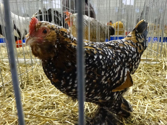 DSC09220 - Expo Pajura Stefanesti ianuarie 2016