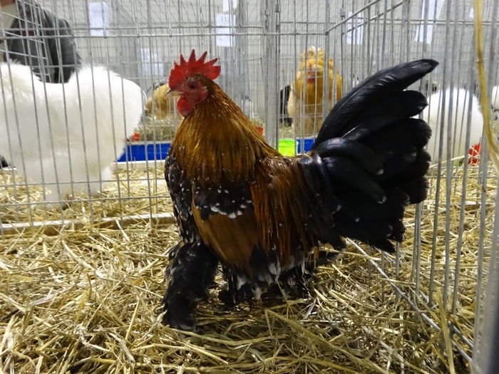 DSC09221 - Expo Pajura Stefanesti ianuarie 2016