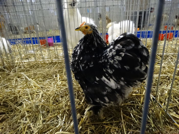 DSC09222 - Expo Pajura Stefanesti ianuarie 2016