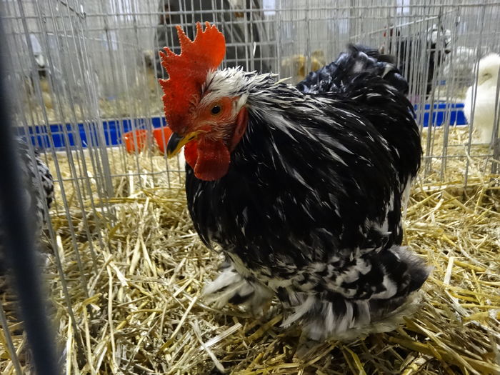 DSC09225 - Expo Pajura Stefanesti ianuarie 2016