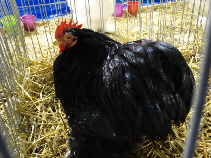 DSC09227 - Expo Pajura Stefanesti ianuarie 2016