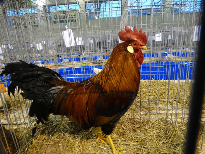 DSC09192 - Expo Pajura Stefanesti ianuarie 2016