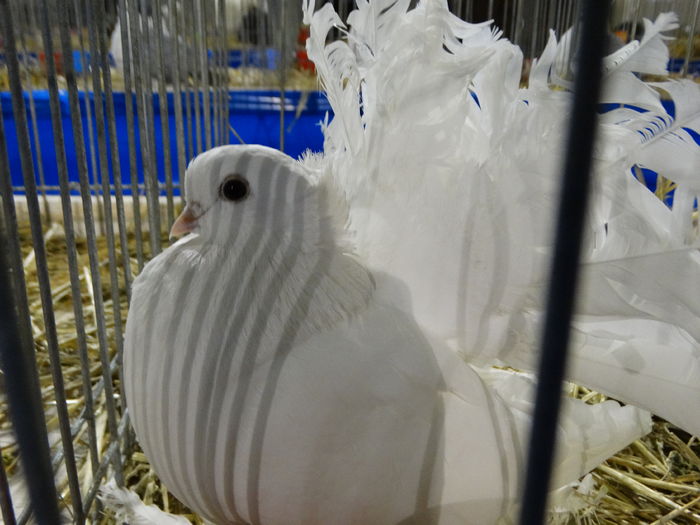 DSC09228 - Expo Pajura Stefanesti ianuarie 2016