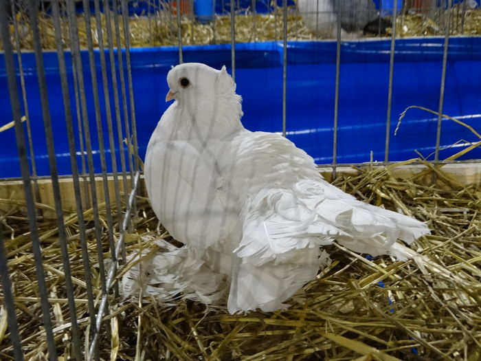 DSC09229 - Expo Pajura Stefanesti ianuarie 2016