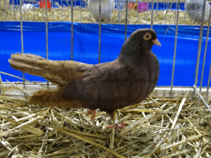 DSC09230 - Expo Pajura Stefanesti ianuarie 2016