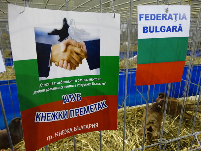 DSC09231 - Expo Pajura Stefanesti ianuarie 2016