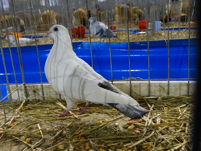 DSC09234 - Expo Pajura Stefanesti ianuarie 2016