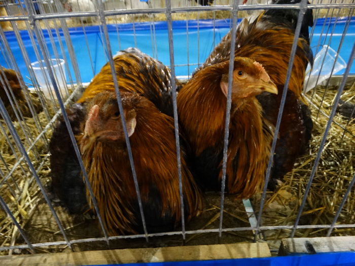 DSC09243 - Expo Pajura Stefanesti ianuarie 2016