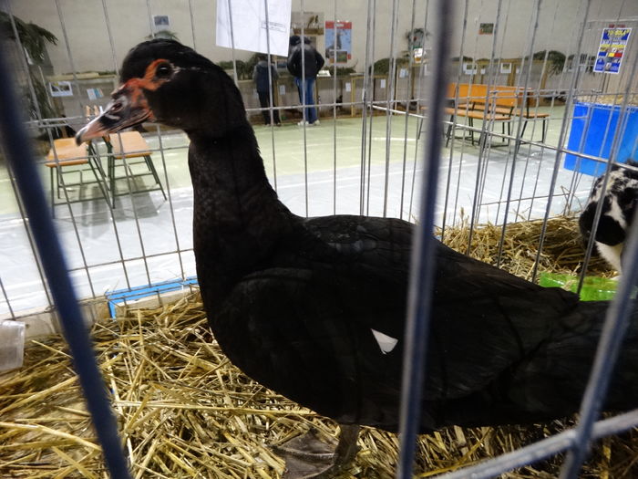 DSC09244 - Expo Pajura Stefanesti ianuarie 2016