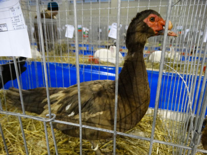 DSC09248 - Expo Pajura Stefanesti ianuarie 2016