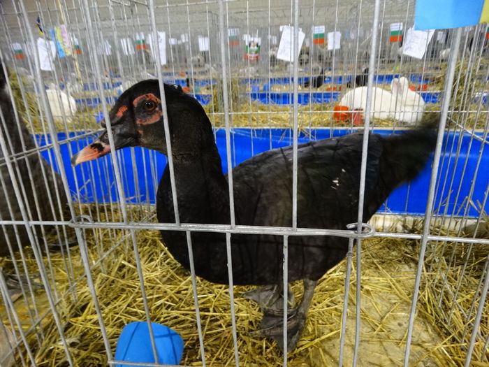 DSC09251 - Expo Pajura Stefanesti ianuarie 2016