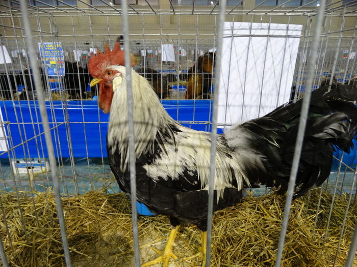 DSC09256 - Expo Pajura Stefanesti ianuarie 2016