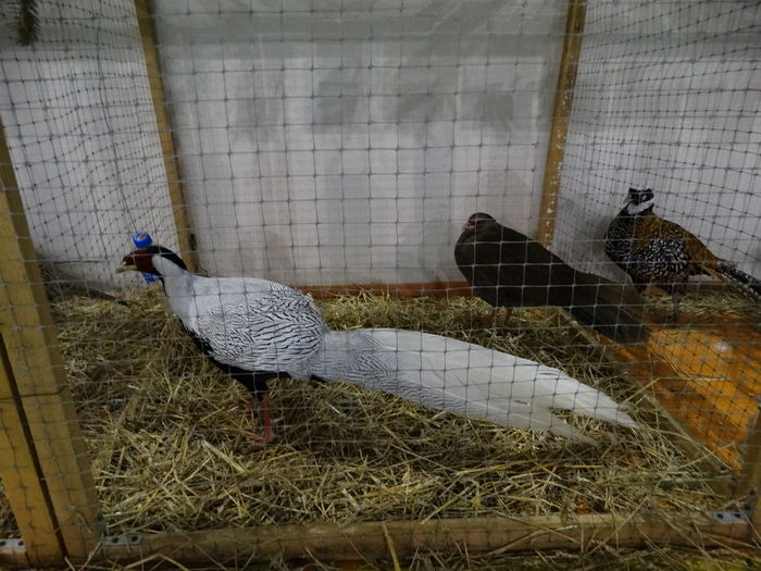 DSC09258 - Expo Pajura Stefanesti ianuarie 2016