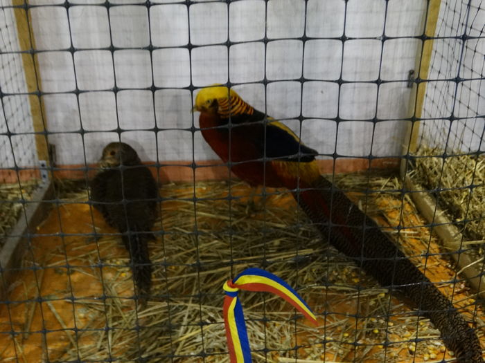 DSC09261 - Expo Pajura Stefanesti ianuarie 2016