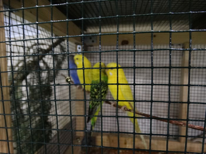 DSC09262 - Expo Pajura Stefanesti ianuarie 2016