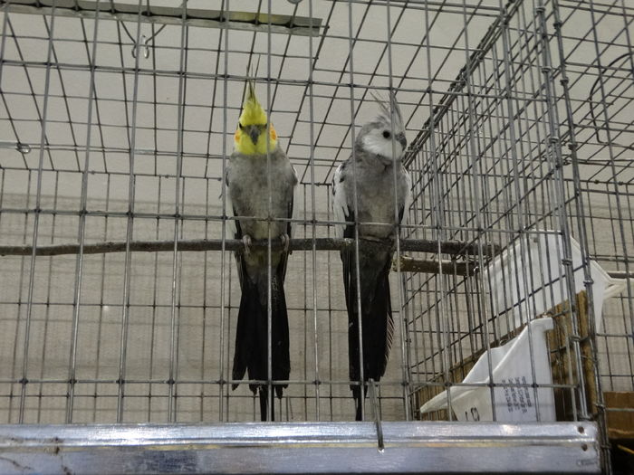 DSC09263 - Expo Pajura Stefanesti ianuarie 2016