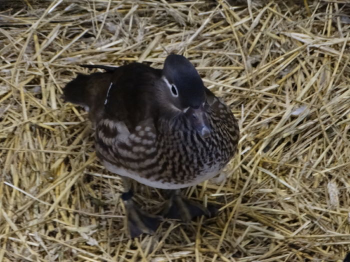 DSC09267 - Expo Pajura Stefanesti ianuarie 2016