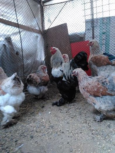 12607214_1040583039297917_986378294_n - Brahma Somon