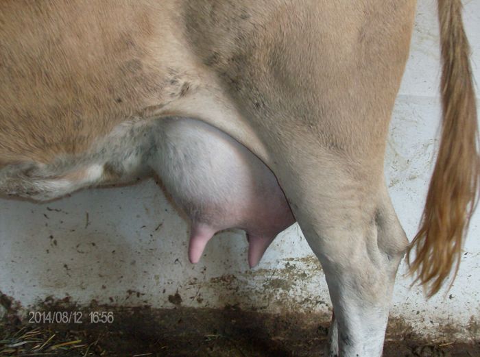 FLORICA; BALTATA ROMANEASCA  varsta 12 ani
