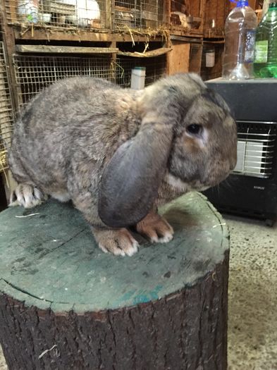 7 kg - Mascul agouti pt 2016