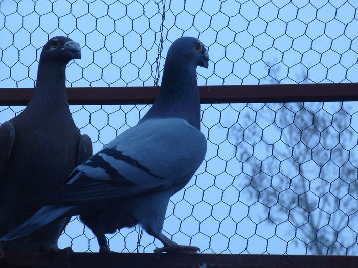 Masculi 2014 - Porumbei in voliera