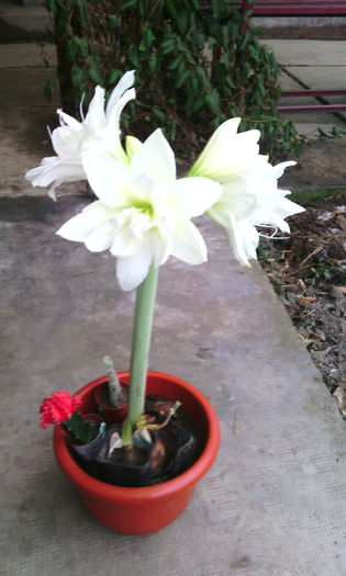 Akiko-a doua tija - Amarilisii mei