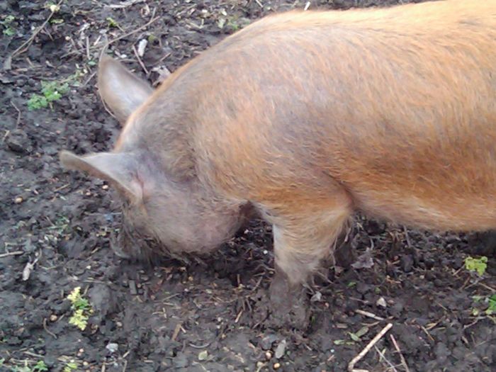 30.01 020; pietrain cu duroc,de fapt ca toate animalutele din curte sint animale de companie
